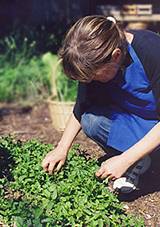 Chef Ruth Carter gathering mint