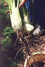 Leeks from the Eastside garden